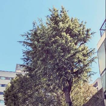 ヒマラヤスギの木の画像 by 柊木さん | お出かけ先とヒマラヤスギの木