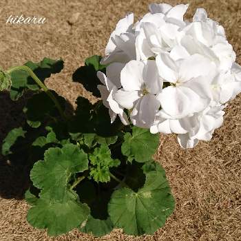 Pelargoniumの画像 by hikaruさん | 白い花とひなたぼっこ中とPelargoniumと春よこい