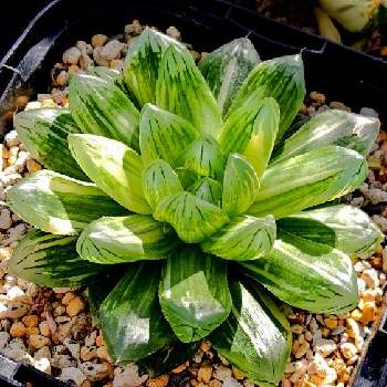 オブツーサ錦花火の一覧 Greensnap グリーンスナップ