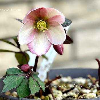 大人気新作 クリスマスローズ ピンクフロスト 蕾あり 植物 観葉植物 Cloudreviews Com