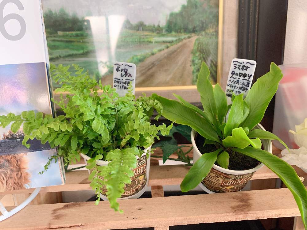 ネフロレプスの投稿画像 By Hanaharuさん シマオオタニワタリと部屋 22月2月17日 Greensnap グリーンスナップ Greensnap グリーンスナップ