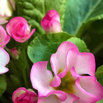 バラ咲きジュリアンブライダルベルの画像 by tumuの桃さん | ありがとう♡とバラ咲きジュリアン♡とバラ咲きジュリアンブライダルベルとバラ咲きプリムラジュリアンと春はもうすぐとGS皆様ありがとうと毎日楽しく