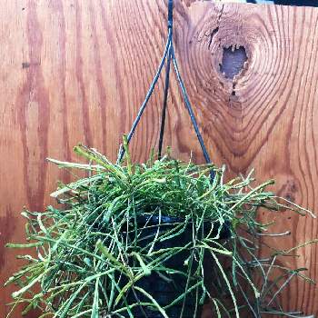 西村ジョイ丸亀店の投稿画像一覧 Greensnap グリーンスナップ