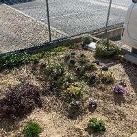 パセリの育て方 地植えやプランターでの栽培方法は Greensnap グリーンスナップ
