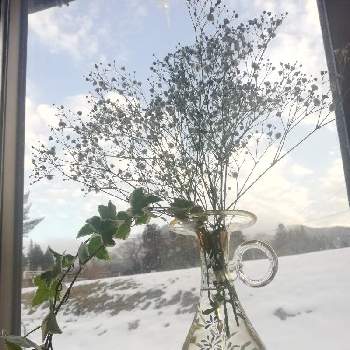  アイビー の画像 by レモン愛花さん | 窓辺とお花のある暮らしと【額縁シリーズ】とガラスの花瓶と アイビー とかすみ草♪