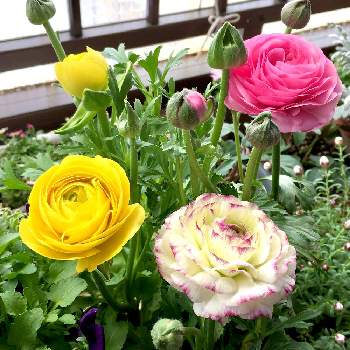 ♡可愛い♡の画像 by miyuさん | バルコニー/ベランダと♡可愛い♡とピンクの花と可愛い花と黄色い花と❇︎ラナンキュラス