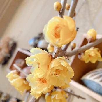 蝋梅の花の画像 by eriさん | 玄関と花のある暮らしと春の訪れと山梨県と蝋梅の花
