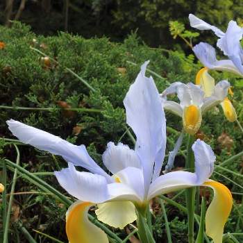 アヤメ属の投稿画像一覧 Greensnap グリーンスナップ