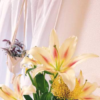 フラワーベース♡の画像 by sachicoco1001さん | 部屋とありがとう♡とフラワーベース♡と花瓶と町のお花屋さんとお花のある生活とお花好きとお花好きの人と繋がりたいと切り花
