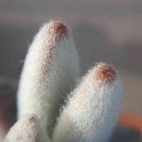 福兎耳,多肉植物,カランコエ属,ふわふわ,マクロ撮影の画像