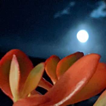 満月の画像 by ひーちゃんさん | 階段/廊下とお月様。とスノームーン.と黄金花月と満月とスノームーン