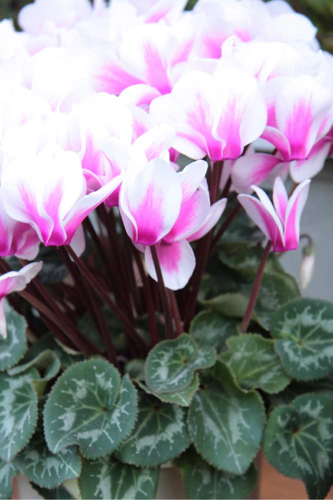 シクラメンの投稿画像 By Kazuさん 小さな庭 22月2月17日 Greensnap グリーンスナップ Greensnap グリーンスナップ