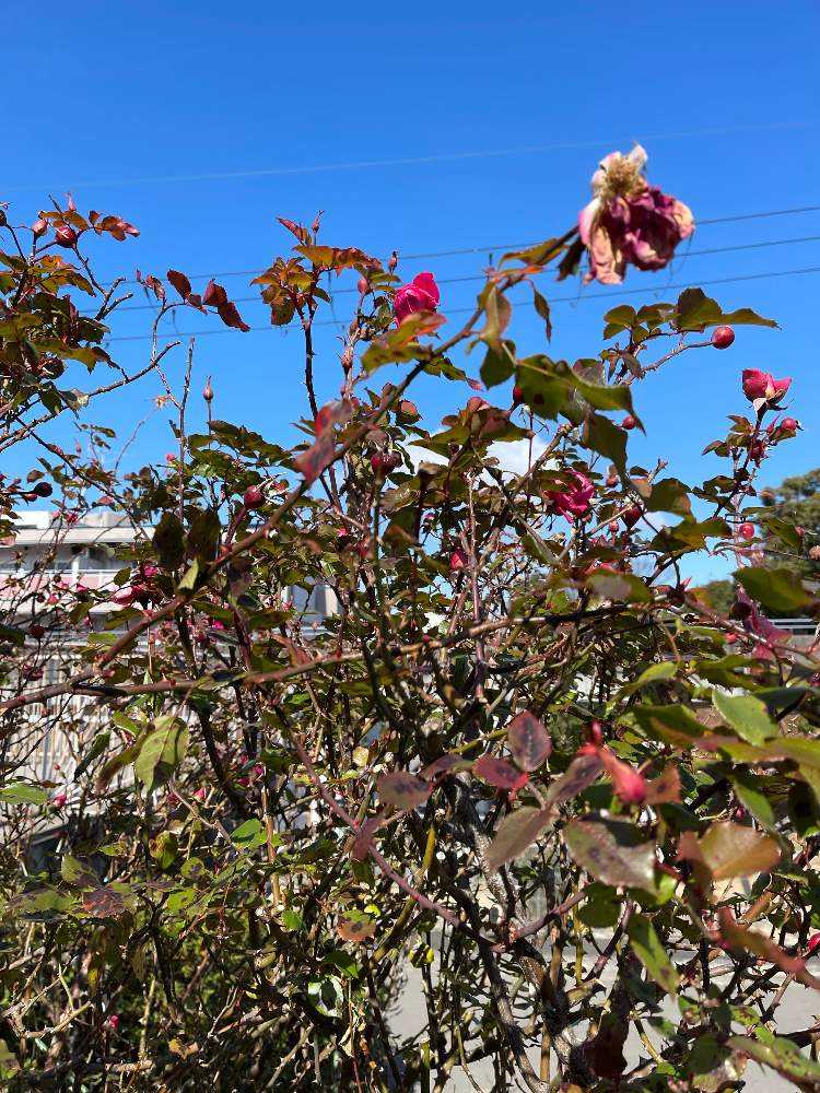 棘なしノイバラ種　約5000粒　野薔薇　野ばら　薔薇の実 棘なしノイバラ種 約5000粒 野薔薇 野ばら 薔薇の実 棘なしノイバラ種