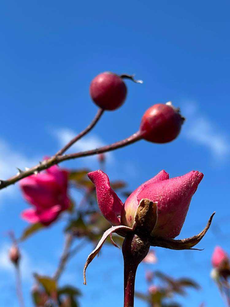 北海道バラの実　イノバラの実　ローズヒップ　クリスマス花材　ご予約ページ 北海道バラの実 イノバラの実 ローズヒップ クリスマス花材