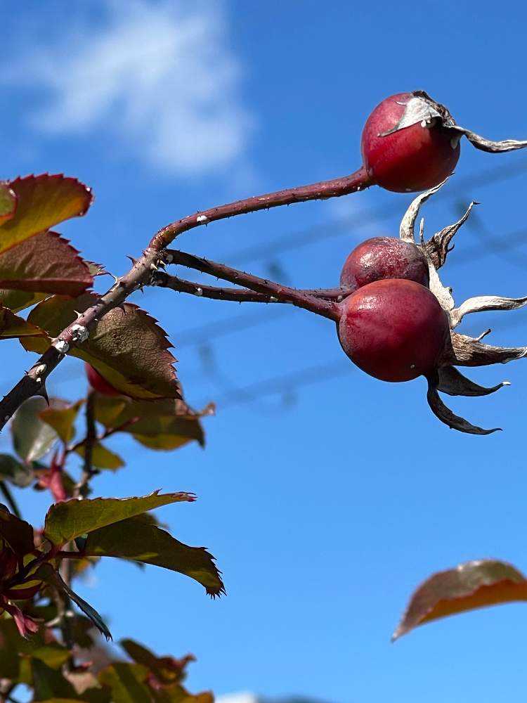 薔薇の実🌹『ローズヒップ』が真っ赤に❗️ナント、もう一種類、棘で