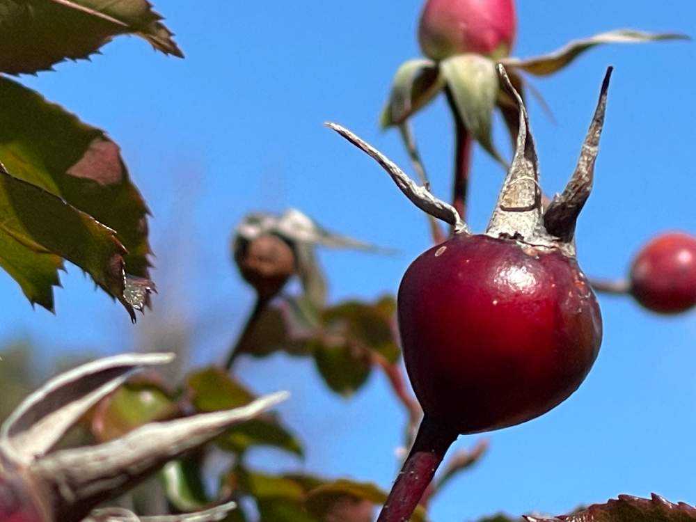 薔薇の実🌹『ローズヒップ』が真っ赤に❗️ナント、もう一種類、棘で