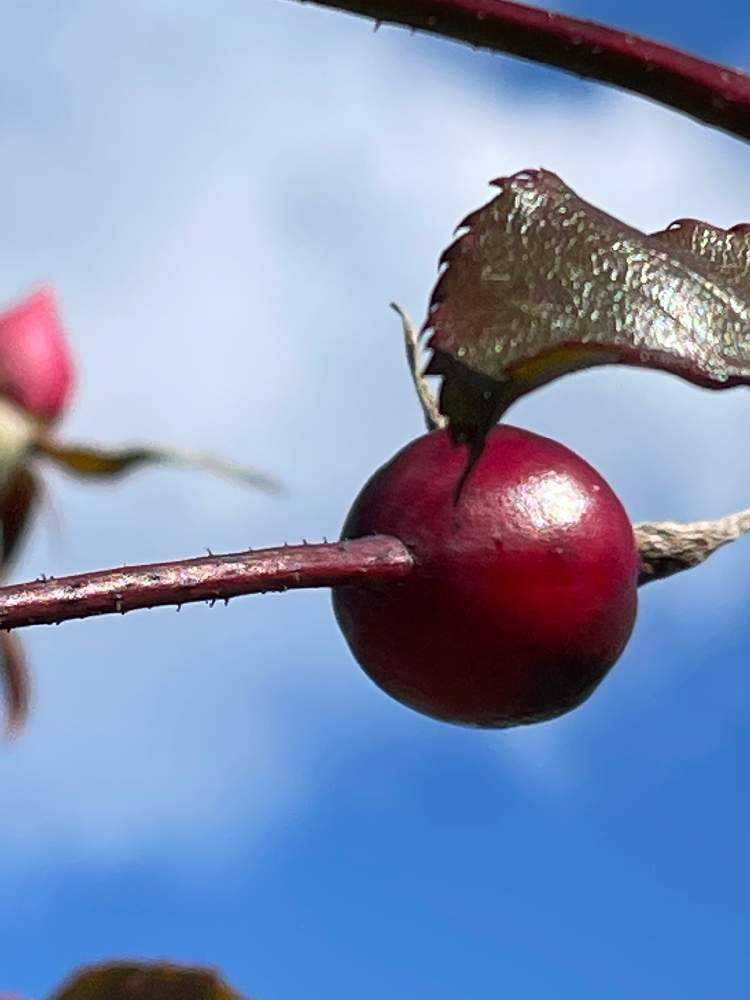 薔薇の実🌹『ローズヒップ』が真っ赤に❗️ナント、もう一種類、棘で