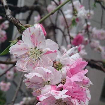 源平しだれ花桃の画像 by ジュリアーノさん | お出かけ先と源平花桃とモモとももとモモの花とハナモモ♡と今日のお花と花のある暮らしと桜・もも・ピンクとチームブルーNo.086とピンク！ピンク！ピンク！とピンクの花とピンク❤︎ピンクと源平しだれ花桃とピンクワールドへ ようこそ