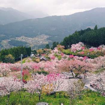 花桃の里の投稿画像一覧 Greensnap グリーンスナップ