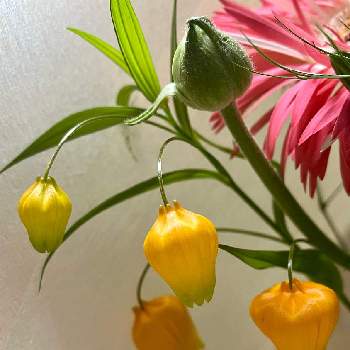 サンダーソニア の投稿画像一覧 Greensnap グリーンスナップ