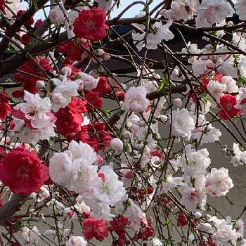 枝垂れの画像 by まあみさん | お出かけ先とハナモモと源平枝垂れ花桃とお散歩の途中と今日のお花と美しいと綺麗と可愛いとほんのりピンクが好きと枝垂れと源平しだれ花桃と花の蕾と金曜日の蕾たち