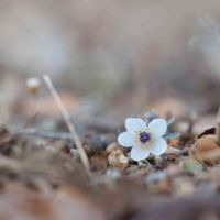 セツブンソウ,癒される,花のある暮らし,スプリングエフェメラル,HTCの画像