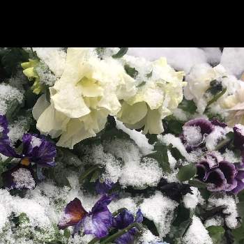 ヌーベル・ヴァーグの画像 by medakaさん | バルコニー/ベランダとビオラ・パンジーと寄せ植えと花すきとヌーベル・ヴァーグと花のある暮らしと寄せ植えのある暮らしとドラキュラとファビュラス✨