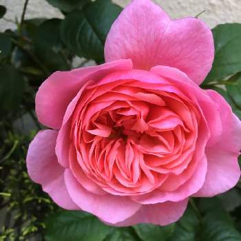 ピンクの薔薇の投稿画像一覧 Greensnap グリーンスナップ