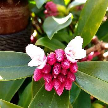 三大香木の投稿画像一覧 Greensnap グリーンスナップ