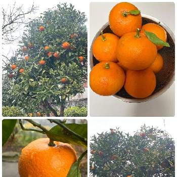 柑橘類の画像 by ふーこさん | 小さな庭とダイダイと柑橘類と酢だいだいと実家の庭とミカン科とオレンジ色