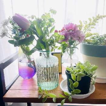 ブプレリウム の投稿画像一覧 Greensnap グリーンスナップ