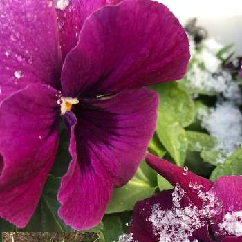 寒い日の画像 by k a o ru nさん | グリーンのある暮らしとありがとう❤️とご安全にーとビオラ☆と南天の葉と花のある暮らしと雪うさぎ。と大好きビオラと寒い日とチューリップの新芽