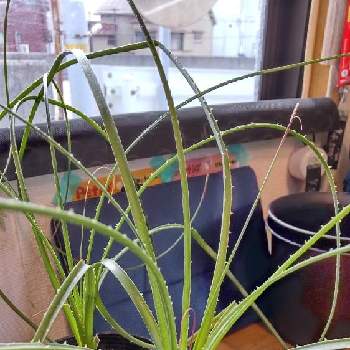 ダシリリオン属の画像 by びざーるBotanicalすとあーShieldさん | 窓辺と珍奇植物とダシリリオン属と珍奇植物専門店