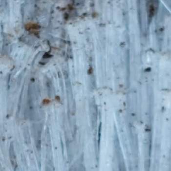 霜柱の画像 by ゴン母さん | お出かけ先と霜柱と寒かった！とバリバリの音霜柱