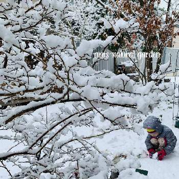 雪の日の画像 by aiaiさん | 広い庭と庭のブルーベリーとおうち園芸とナチュラルと雪の庭と癒されます♥と花のある暮らしと雪の日とiPhone撮影