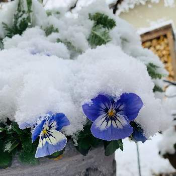 雪の日の画像 by aiaiさん | 広い庭と寄せ植えとおうち園芸とナチュラルと雪の庭と癒されます♥と花のある暮らしと雪の日と可愛らしいビオラとiPhone撮影