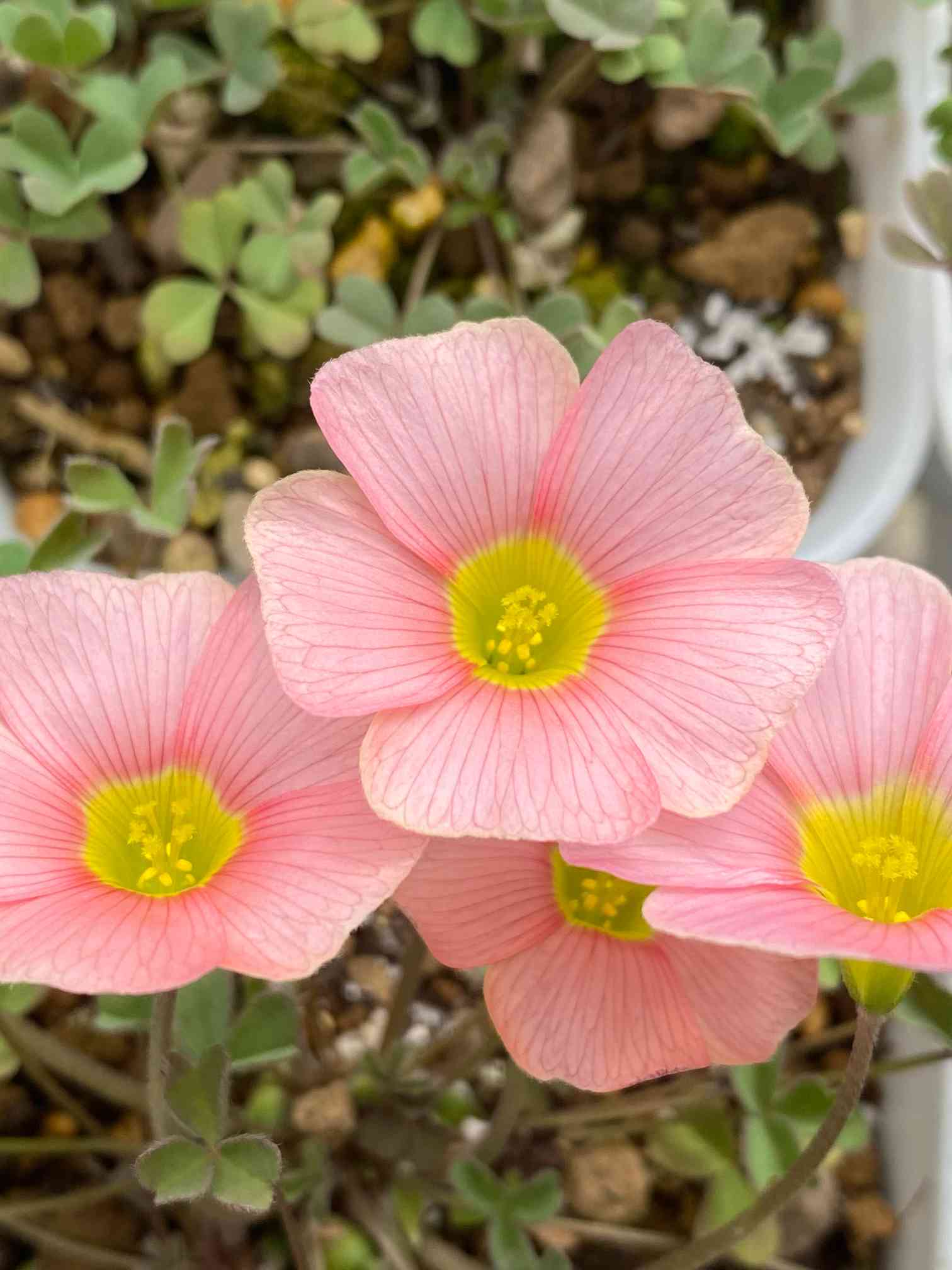 Oxalis obtusa Sakura Jellyの一覧｜🍀GreenSnap（グリーンスナップ）