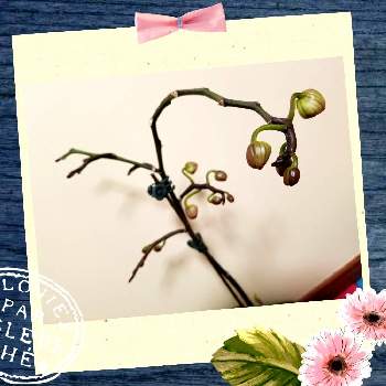 金曜の蕾たちへの画像 by akisakura8さん | 窓辺と胡蝶蘭（こちょうらん）とつぼみとピンクの花と金曜の蕾たちへ