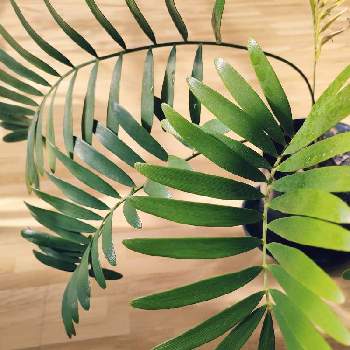 ザミア フロリダーナの画像 by perryさん | ザミア フロリダーナとみどりのある暮らしと観葉植物とグリーンインテリアとみどりに癒されると葉っぱ好き
