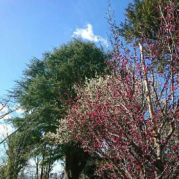 ヒマラヤスギの木の画像 by ヒロエさん | お出かけ先と白梅と紅梅とヒマラヤスギの木