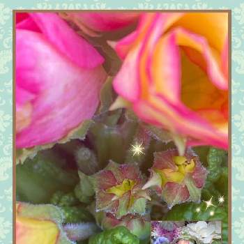 バラ咲きジュリアンプリンアラモードの画像 by julianさん | 玄関と金曜日の蕾たちとバラ咲きジュリアンプリンアラモードと可愛い○とピンクの花とおうち園芸とガーデニングと花のある暮らしとプリムラジュリアン♡と蕾フェチとちっちゃいものクラブ
