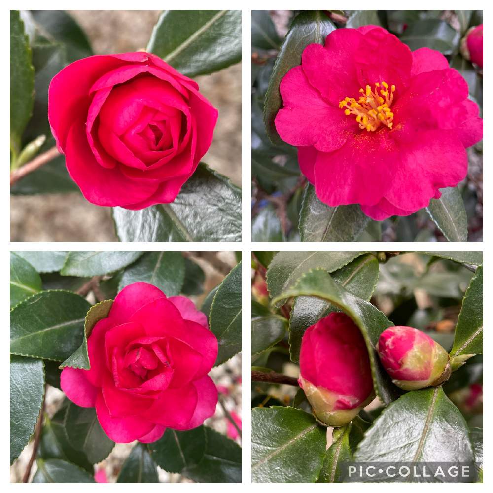 玄関の投稿画像 By みんみんさん 庭植えとサザンカ 山茶花 と水やり肥料一切無しと庭植えとサザンカ 山茶花 と水やり肥料一切無し 22月2月18日 Greensnap グリーンスナップ Greensnap グリーンスナップ