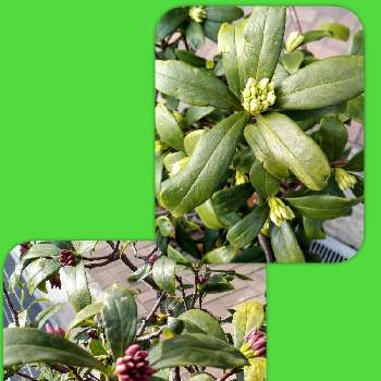 香る木の投稿画像一覧 Greensnap グリーンスナップ