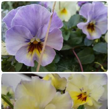 フリル咲きビオラ　アデールの画像 by チェリーさん | 小さな庭とフリル咲きビオラ　アデールと癒しとお花大好きと花のある暮らしと綺麗✨と花色が変化！？と可愛い♡