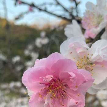 枝垂れ桃の画像 by あいすくりーむけーきさん | 小さな庭と枝垂れ桃とモモと桃色の花とお家で園芸とお家の植物とガーデニングと花のある暮らしと白い花