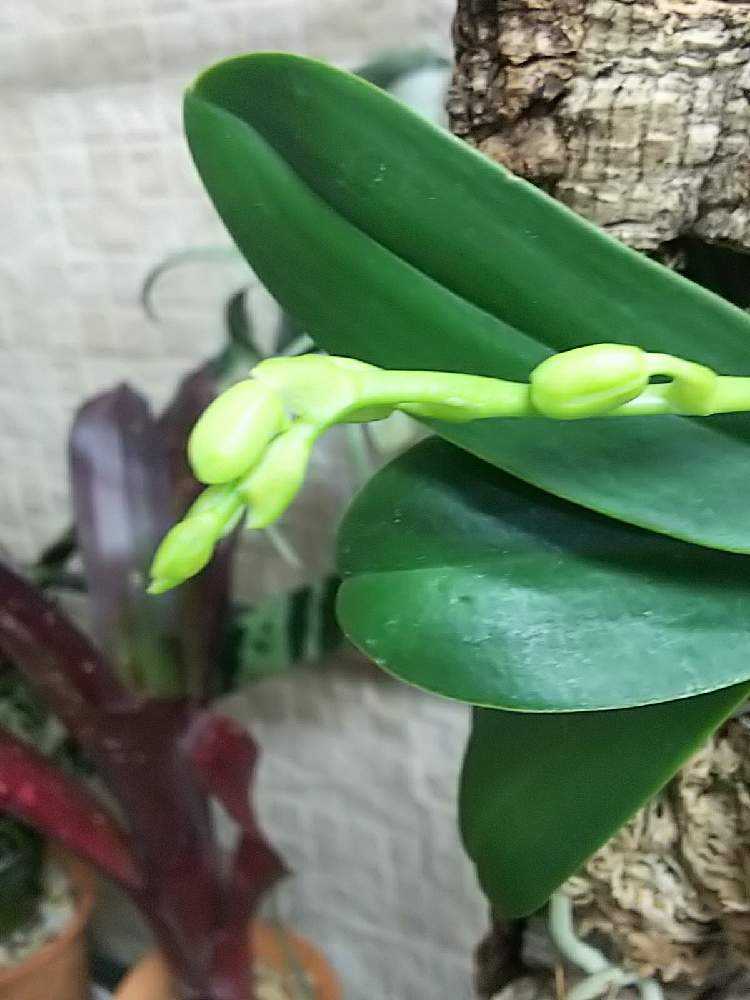 ナゴランの開花🌸｜🍀GreenSnap（グリーンスナップ）