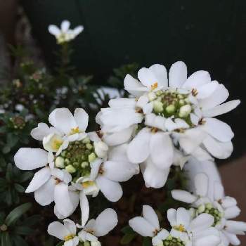 イベリス ブライダルブーケの画像 by teru teruさん | 小さな庭とイベリス ブライダルブーケとお気に入りと花のある暮らしとGSに感謝。と癒されます