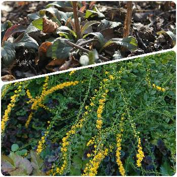 ソリダゴ ファイヤーワークスの投稿画像一覧 Greensnap グリーンスナップ