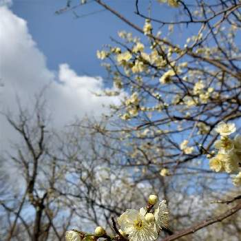 大泉緑地公園の画像 by hiroさん | 白梅の花と白い花が好きと医療関係者に感謝とJuneの会と春を待つとコロナに負けるな‼️と大泉緑地公園