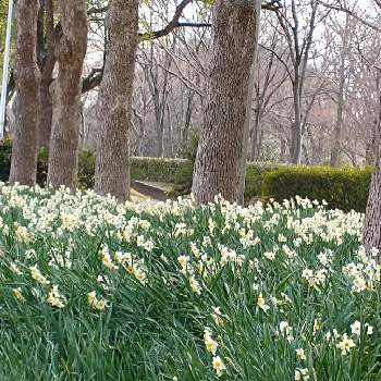 大泉緑地公園の画像 by hiroさん | 白い水仙と白い花が好きと医療関係者に感謝とJuneの会と春を待つとコロナに負けるな‼️と水仙の花と大泉緑地公園